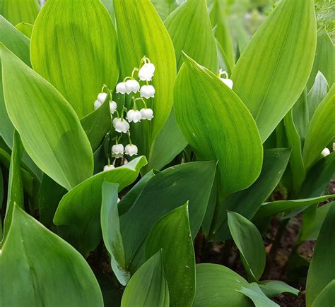 All About Lily Of The Valley
