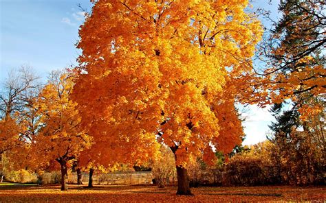 Yellow Tree Wallpaper Nature Wallpapers 15548