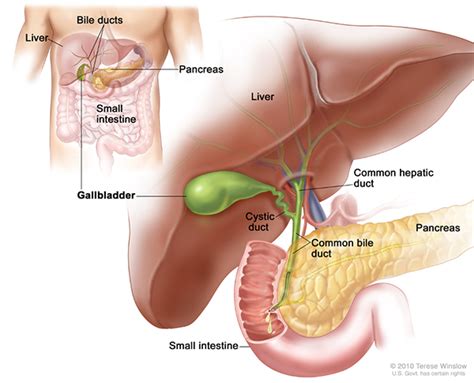 Check spelling or type a new query. Definition & Facts for Pancreatitis | NIDDK