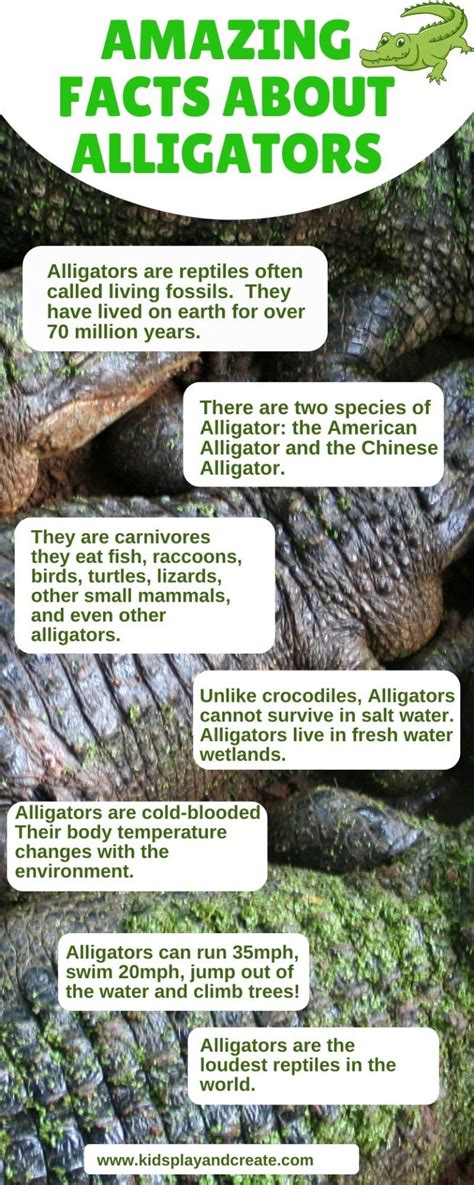 Amazing Alligator Facts For Kids You Need To Read This Kids Play