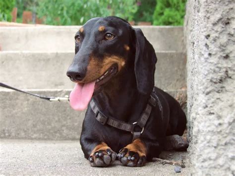 10 Common Dachshund Health Problems To Look Out For Dachshund Journal