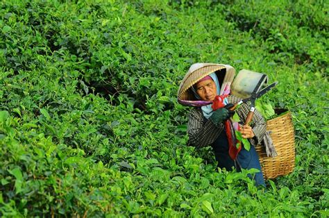Teh chamomile organik menawarkan lebih banyak manfaat untuk tubuh. Kebun Teh Kayu Aro - Tertinggi di Indonesia, Terbesar ...