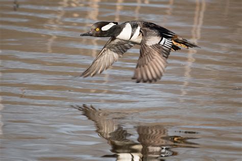 Hooded Merganser Flying Low Over Water — Todd Henson Photography