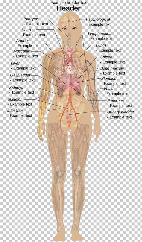 See more ideas about anatomy drawing, anatomy, figure masters of anatomy makes anatomy and character design books with artists who have worked for marvel comics, dc comics, disney, pixar. Diagram and Wiring: Diagram Of Internal Organs Female