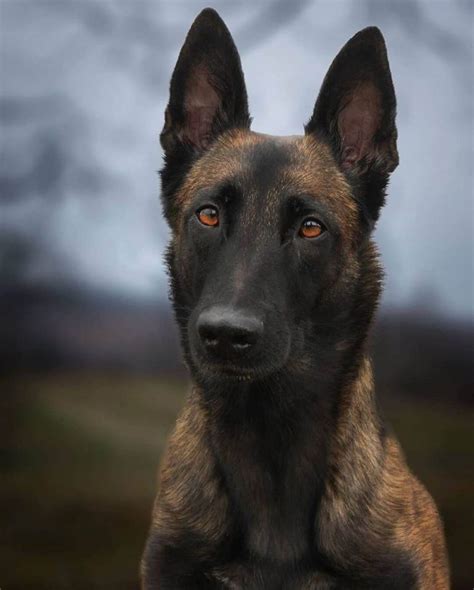 15 Amazing Facts About Belgian Malinois You Probably Never Knew Page