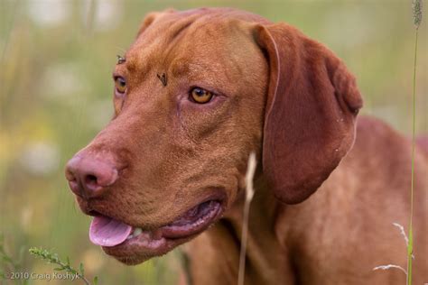 Pointing Dog Blog Breed Of The Week The Vizsla