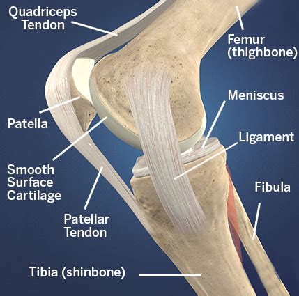 Each colored circle indicates an area of the knee that encompasses a distinct differential diagnosis. Don't let knee pain put the brakes on your life ...