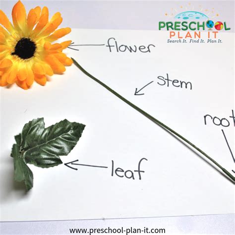 I love the photos our parents send us during the summer, showing how tall they are growing! Growing Flowers Preschool Theme | Growing flowers, Parts ...
