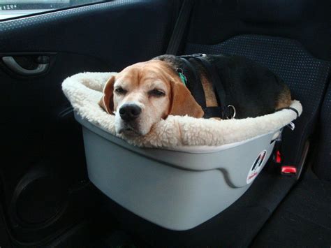6 Best Dog Car Seats in 2019 — Buying Guide for Dog Booster Seats