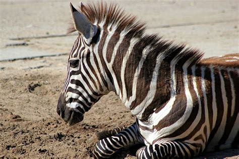 Zebra Strepen Dier · Free Photo On Pixabay