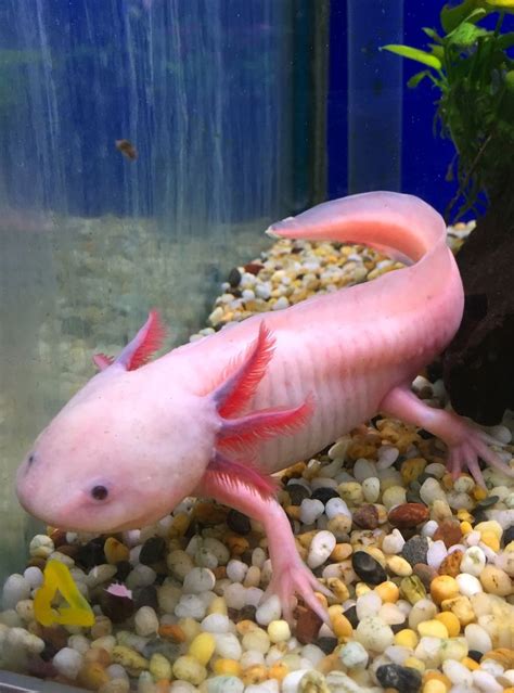 Axolotl Pink Fish Axolotl Cute