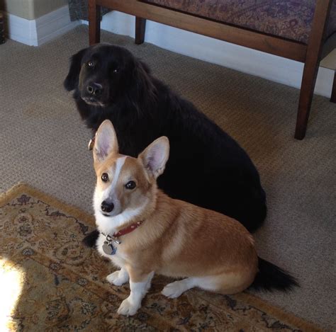 Yet animal shelters are filled with dogs and cats who must find homes. Shelby of Arizona - The Daily Corgi