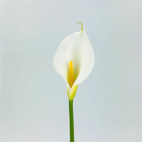 Calla Lilies White Ubicaciondepersonascdmxgobmx