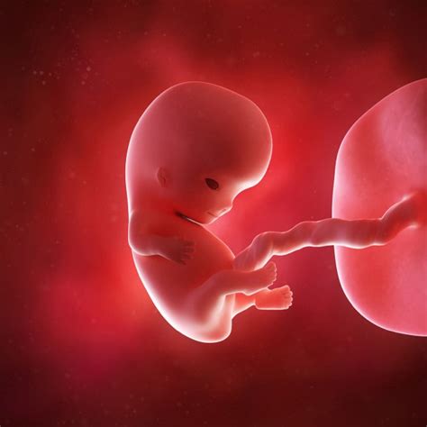 Mis à jour le 3 août 2017. 9 semaines de grossesse - connaissance