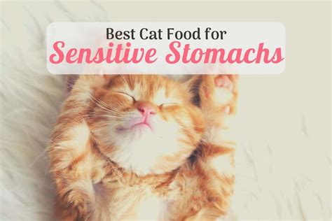 If your cat has a sensitive stomach, the quality of his food matters greatly. The Best Cat Food for Sensitive Stomach: Top 5 Review