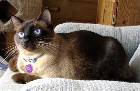 Fat Siamese Cat Inspirasi Terbaru Untuk Anda