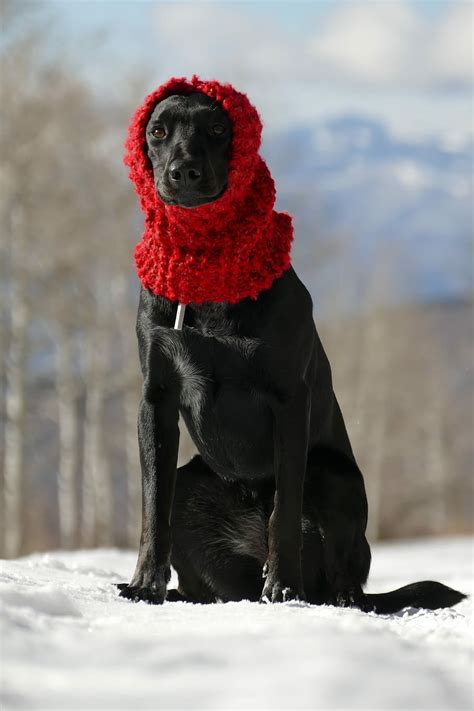 Hd Wallpaper Black Dog Sitting On Snow Wearing Beanie Adult Black