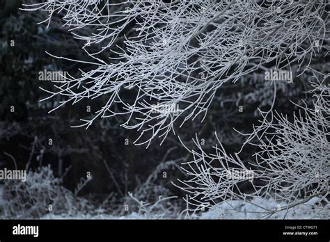 Hoar Frost On Trees Stock Photo Alamy