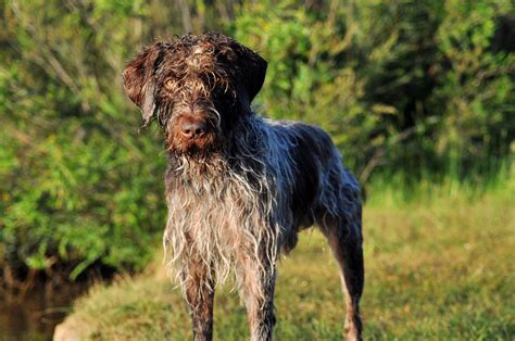 Find a german wirehaired pointer puppy from reputable breeders near you and nationwide. German Wirehaired Pointer Info, Temperament, Puppies, Pictures