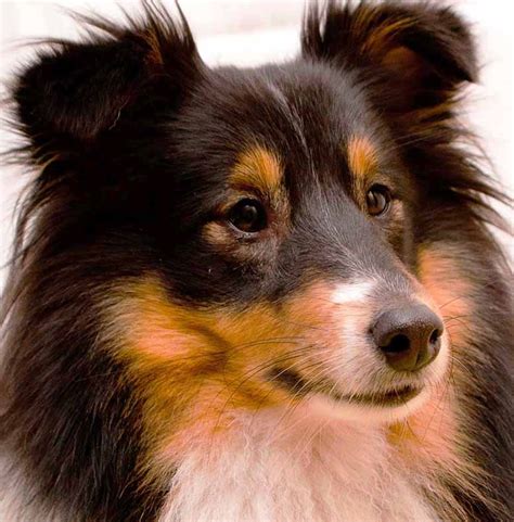Top 10 Smartest Dog Breeds In The World
