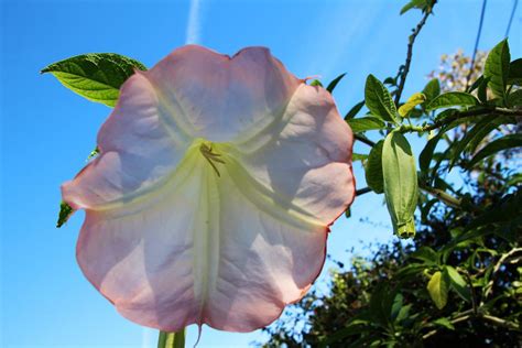 Morning Glory Flower Deltona Fl Morning Glory Plant Leaves Explore