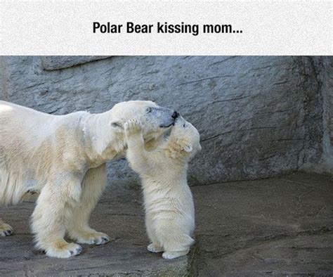 Polar Bear Kissing Mom Pictures Photos And Images For Facebook