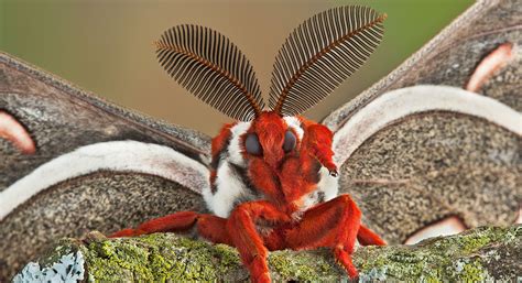 Meet The Cecropia Moth The Largest Moth In North America