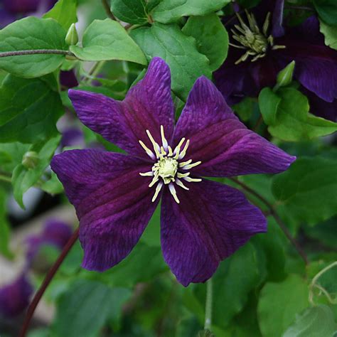 Clematis 'bonanza', clematis 'evipo031', clematis viticella 'bonanza'. Viticella-Gruppen - Rosor, Perenner och Klematis