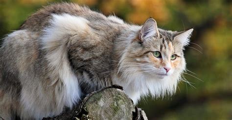 Norwegian Forest Cat Breed Facts Blog Cattitude