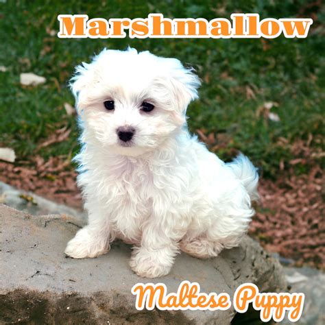 Puppies For Sale - Pawsome Pups