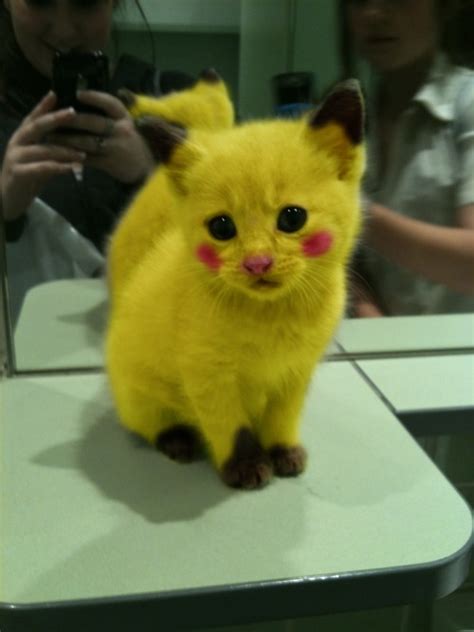 Pikachu In Real Life Picture