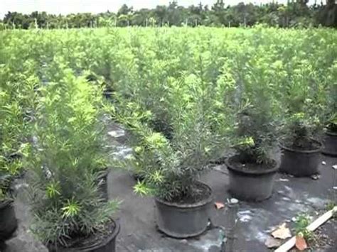 Jun 29, 2020 · university of florida, institute of food and agricultural sciences extension outreach is a partnership between state, federal, and county governments to provide scientific knowledge and expertise to the public. Podocarpus hedge in south florida 786.255.2832 ( 4 Feet ...