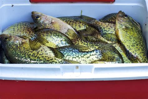 Crappie fishing is something i love to do with friends and family. Best Time To Catch Crappie #1 Year Round (4 Season Secrets)