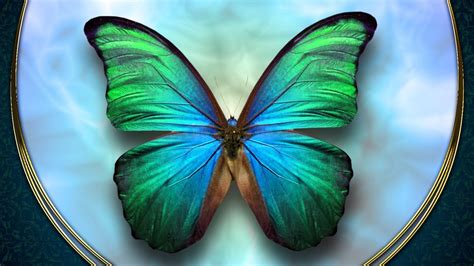 Beautiful Colorful Butterfly On Plate Hd Butterfly Wallpapers Hd