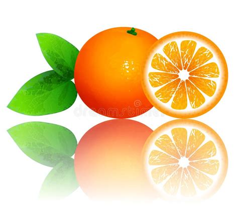 Fresh Ripe Oranges With Leaves Stock Vector Illustration Of Vitamin