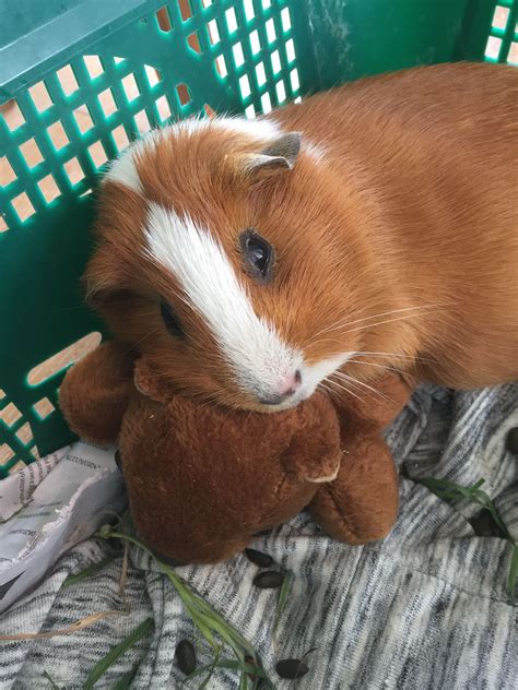 Pinterest: @naomigonzz // Ginger the guinea pig Pet Pig Care, Guinea