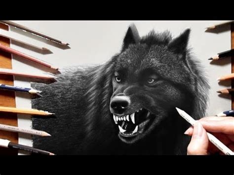 In this simple step by step guide learn how to draw a hippo in a simple and interactive way. Pencil Drawing of a Black Wolf - Speed Draw | Jasmina ...