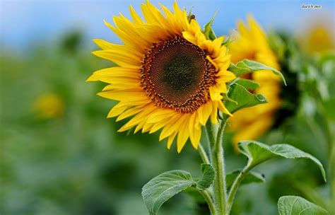 Untuk hasil terbaik, tanam marigold di bawah sinar matahari penuh dan di tanah yang memiliki drainase yang baik. Bunga Matahari, Mari Mengenalnya Lebih Jauh! | Gambar Bunga