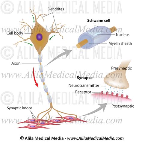 Although smooth muscle is located in many different parts of your body, this session focuses on the smooth muscle that is located in the intestine. Motor neuron with myelin and synapse | Alila Medical Images
