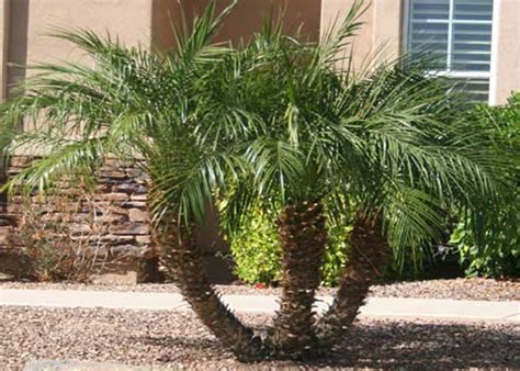 Pygmy Date Palm Trees For Sale North Fort Myers