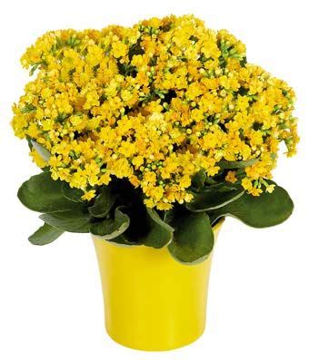 They work well as groundcovers, mixed gardens, container gardens, edging plants or. Yellow Kalanchoe Plant - 2013 flowers...should bloom year ...