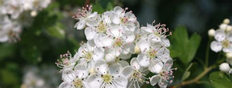Ipa sh.p.k located in elbasan, albania. Flores et Folia Crataegi - Hawthorn flowers and leaves ...