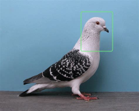 In don't let the pigeon drive the bus!, the pigeon dreamed of driving the bus. Recognition - Manuel Fernández