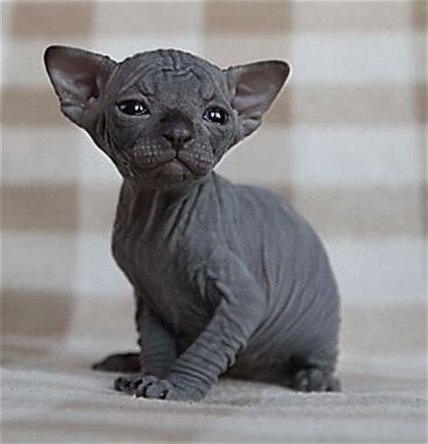 List Of Hairless Cat Breeds Pets Lovers