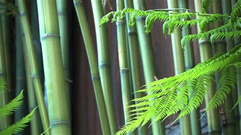 Zen Garden Bamboo Mindfulness Calming Relaxation Nature Sounds Onlyno Music Youtube