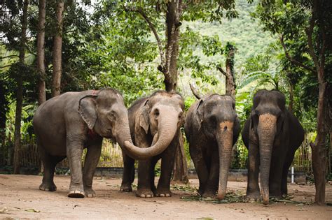 Aktiviteter i nærheden af elephant jungle sanctuary phuket. Phuket | Elephant Jungle Sanctuary