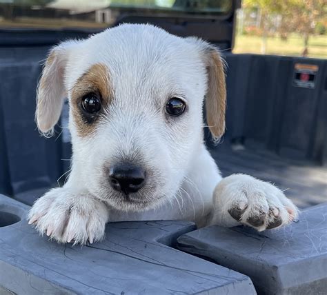 SOLD Bonnie Male Tri Broken Male Jack Russell Terrier Puppy For Sale Duke S Legacy Jack