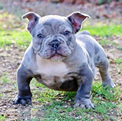 Which french bulldog mix is right for you? Pin on Creole Bully Creole Bulldog