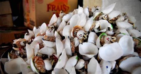 KERAJINAN DARI KULIT KERANG - Desain Kerajinan Tangan Indonesia