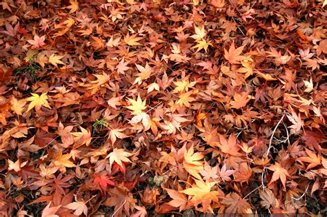 Look for small, round, red structures that resemble tiny warts. photo: japanese maple leaves, fallen on the ground MG 6011 ...